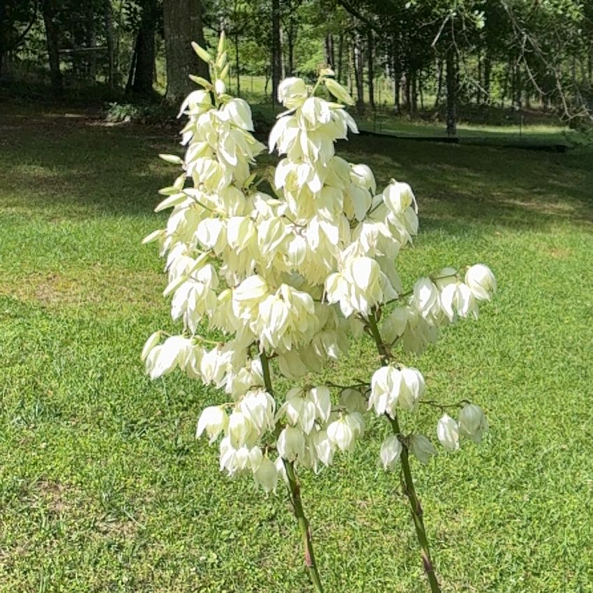 Photo of the plant species Adam's Needle by @GodlyMelittis named Fernie Mercury on Greg, the plant care app