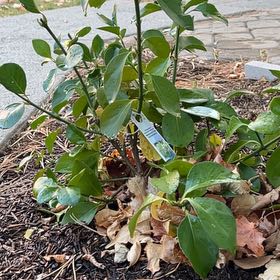 Photo of the plant species Creeping Strawberry Bush by @DandyFrostyfern named Lavender on Greg, the plant care app