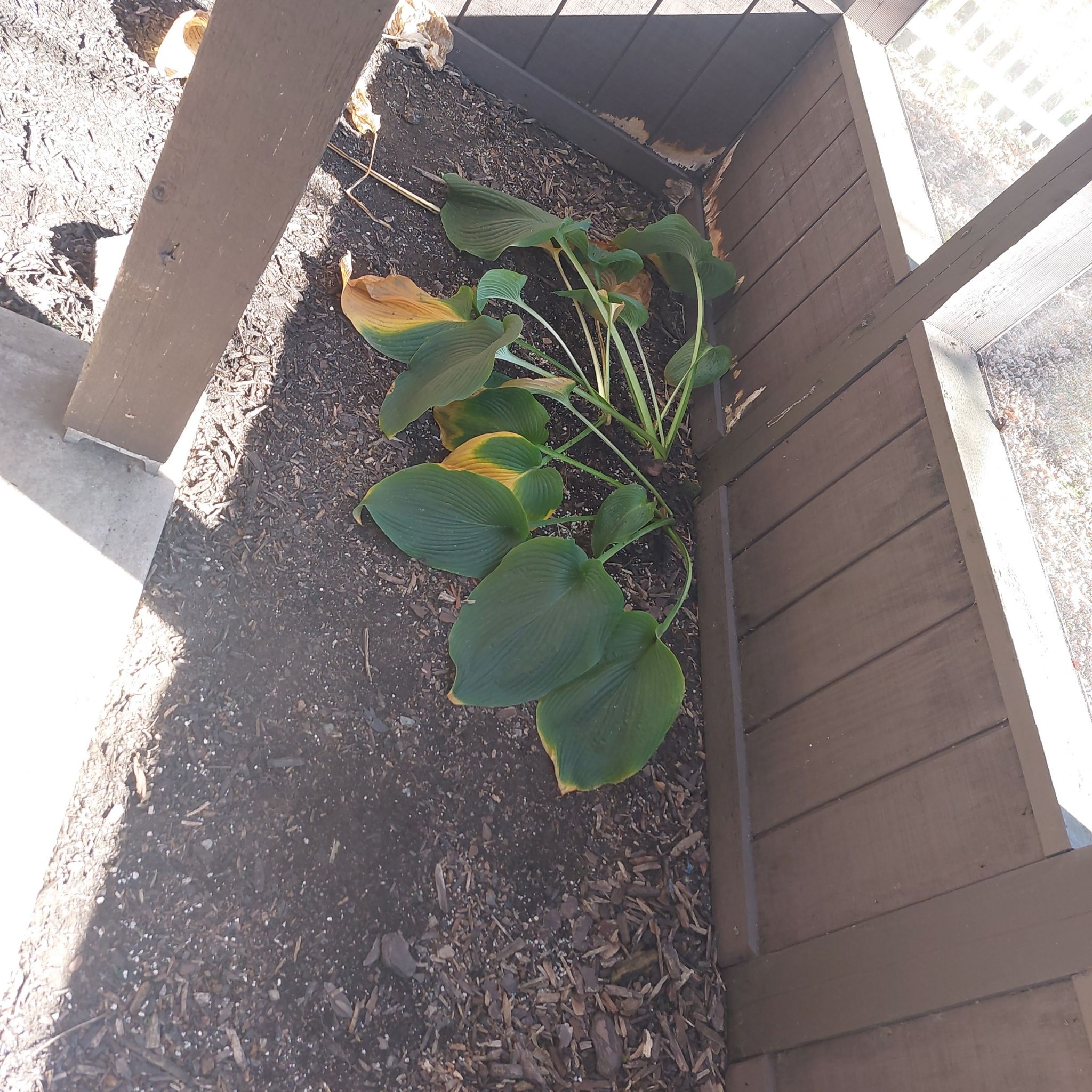 Photo of the plant species Empress Wu Hosta by @cryingwolf named Empress Wu on Greg, the plant care app