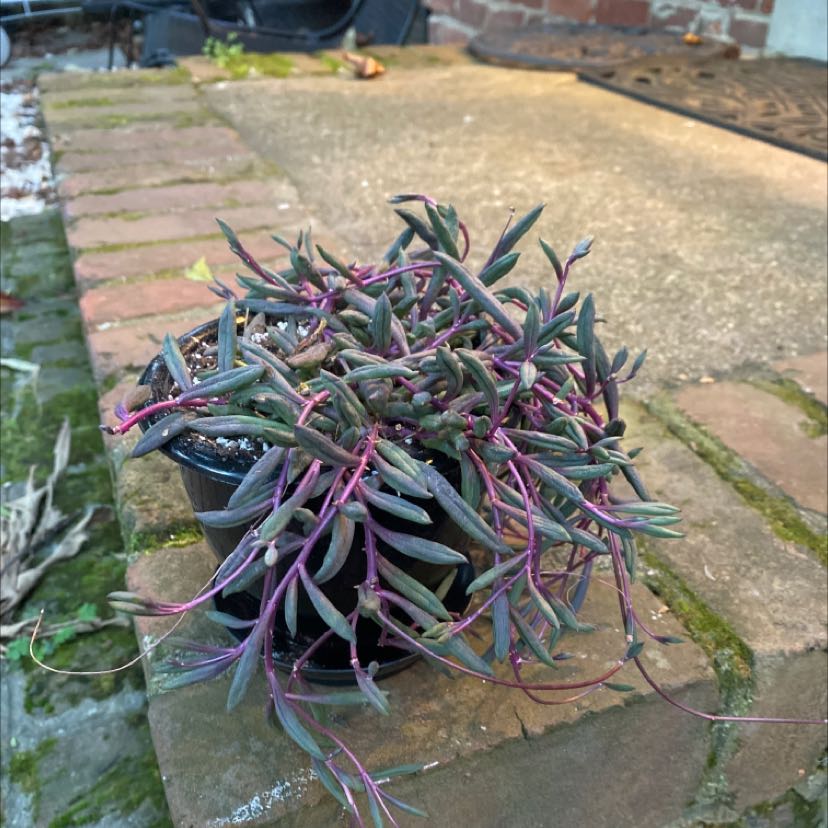 Potted ruby necklace plant with vibrant colors on a brick surface.