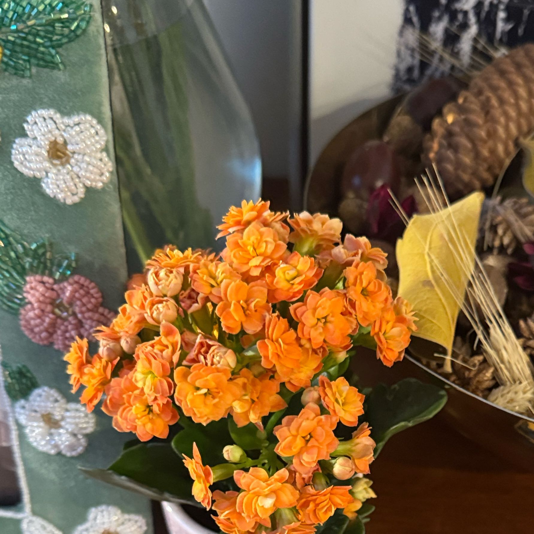 Photo of the plant species mini calandiva by @FlashyDyebush named Kobe on Greg, the plant care app