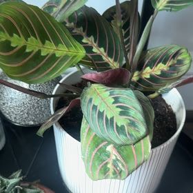 Photo of the plant species Red prayer plant by @FlashyDyebush named Stella on Greg, the plant care app