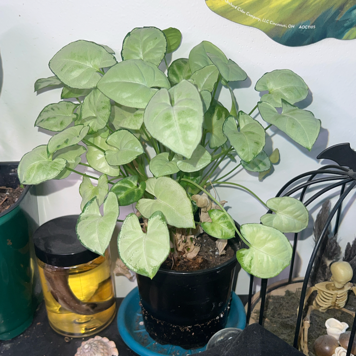 Photo of the plant species Dwarf Arrowhead by @ClearColtsfoot named Chelsea on Greg, the plant care app
