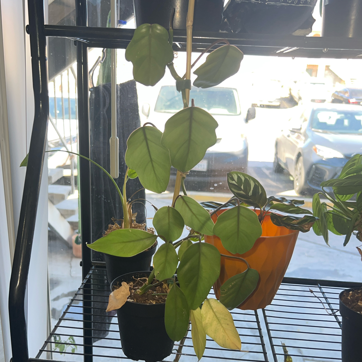 Photo of the plant species tahiti philodendron by @ClearColtsfoot named Bruce Lee on Greg, the plant care app