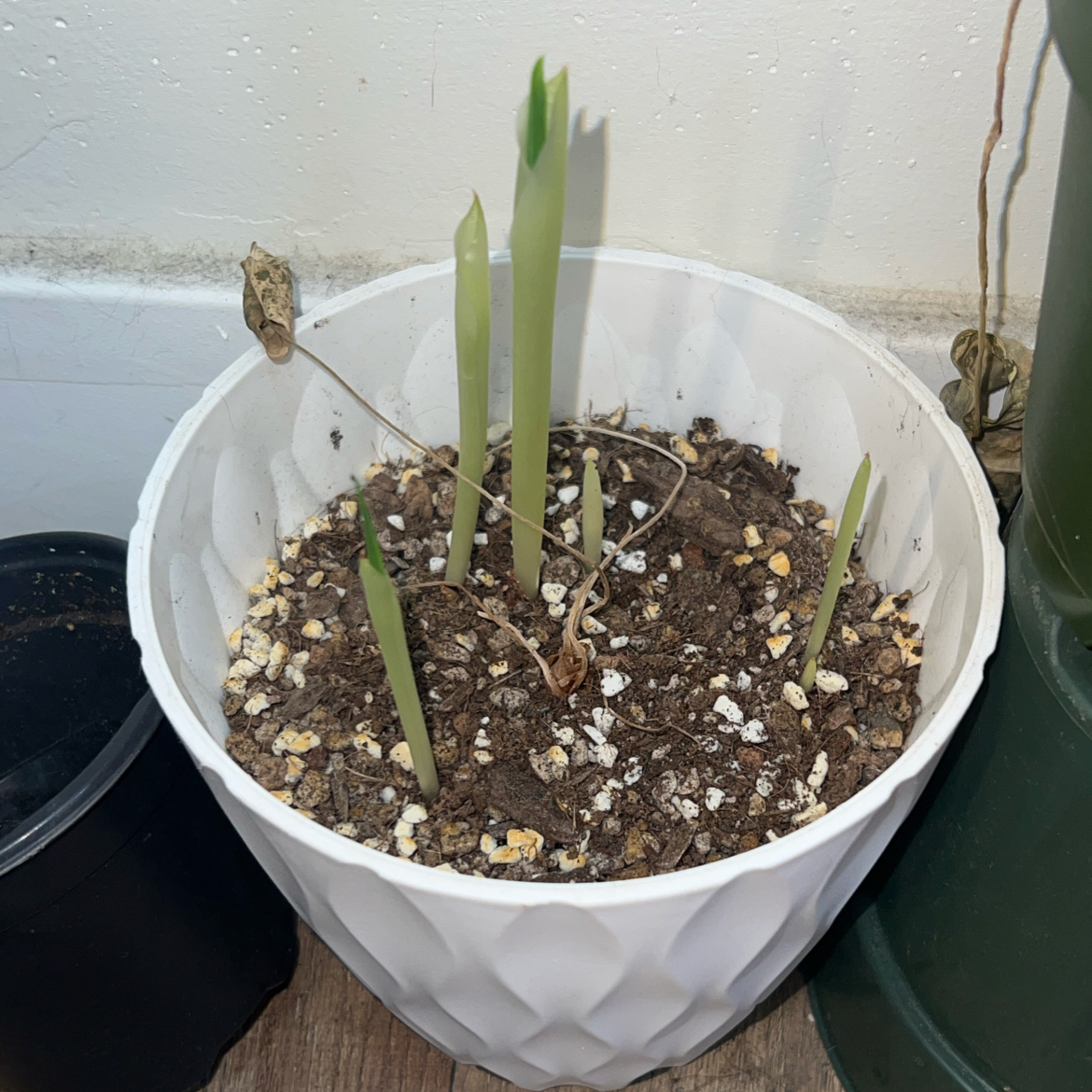 Photo of the plant species Variegated Alocasia Dragon Scale by @ClearColtsfoot named Darwin on Greg, the plant care app