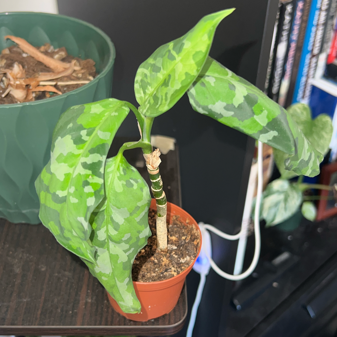 Photo of the plant species Max Tricolor Aglaonema by @ClearColtsfoot named Sproutacus on Greg, the plant care app