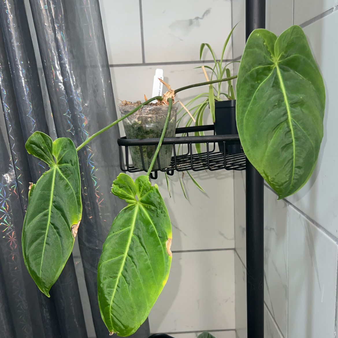 Photo of the plant species Anthurium Metallicum by @ClearColtsfoot named Metallica on Greg, the plant care app