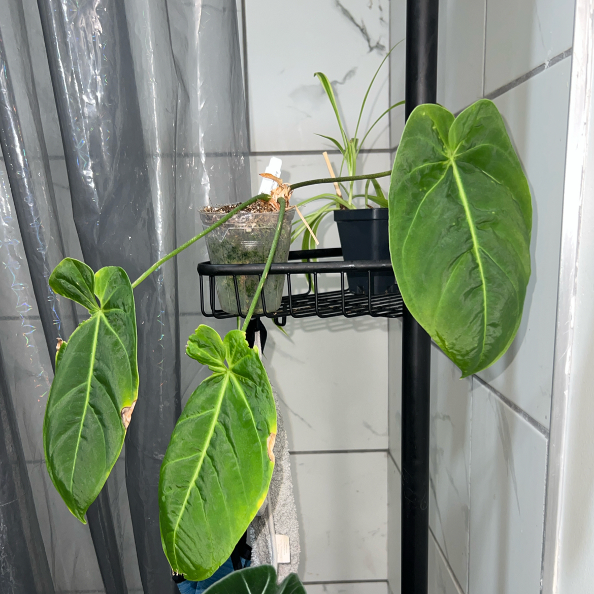 Photo of the plant species Anthurium Metallicum by @ClearColtsfoot named Metallica on Greg, the plant care app
