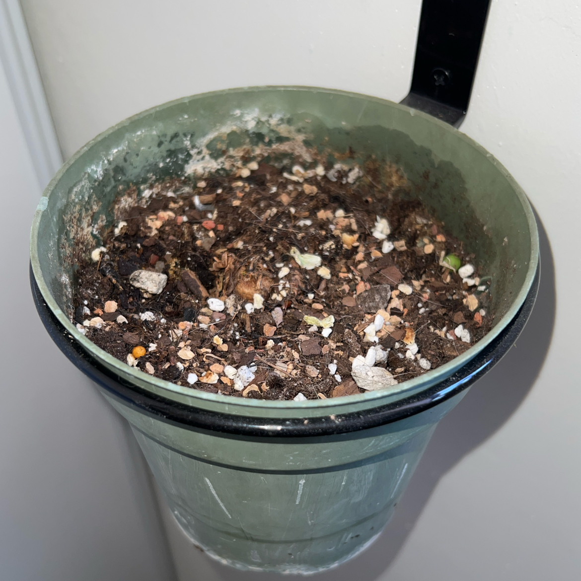 Photo of the plant species Alocasia Tundurusa by @ClearColtsfoot named Jack on Greg, the plant care app