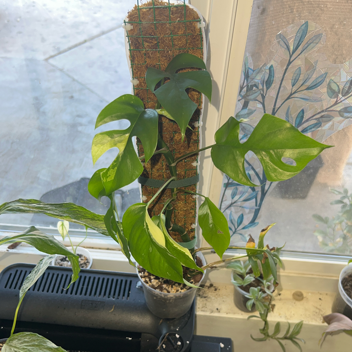 Photo of the plant species Variegated Mini Monstera by @ClearColtsfoot named Terra on Greg, the plant care app
