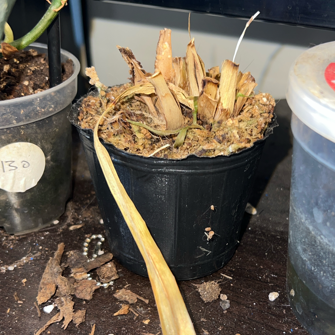 Photo of the plant species 'Fantasy' by @ClearColtsfoot named Rihanna on Greg, the plant care app