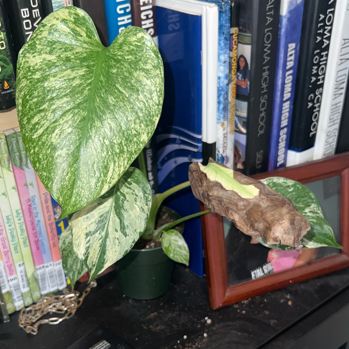 Photo of the plant species Monstera by @ClearColtsfoot named Orwell on Greg, the plant care app