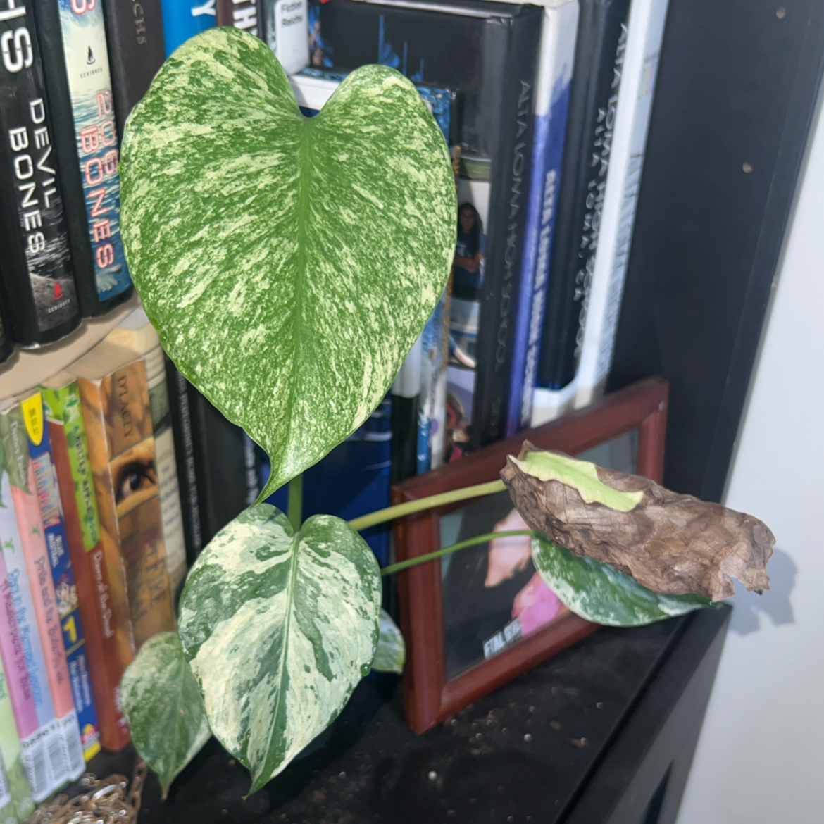 Photo of the plant species Monstera by @ClearColtsfoot named Orwell on Greg, the plant care app
