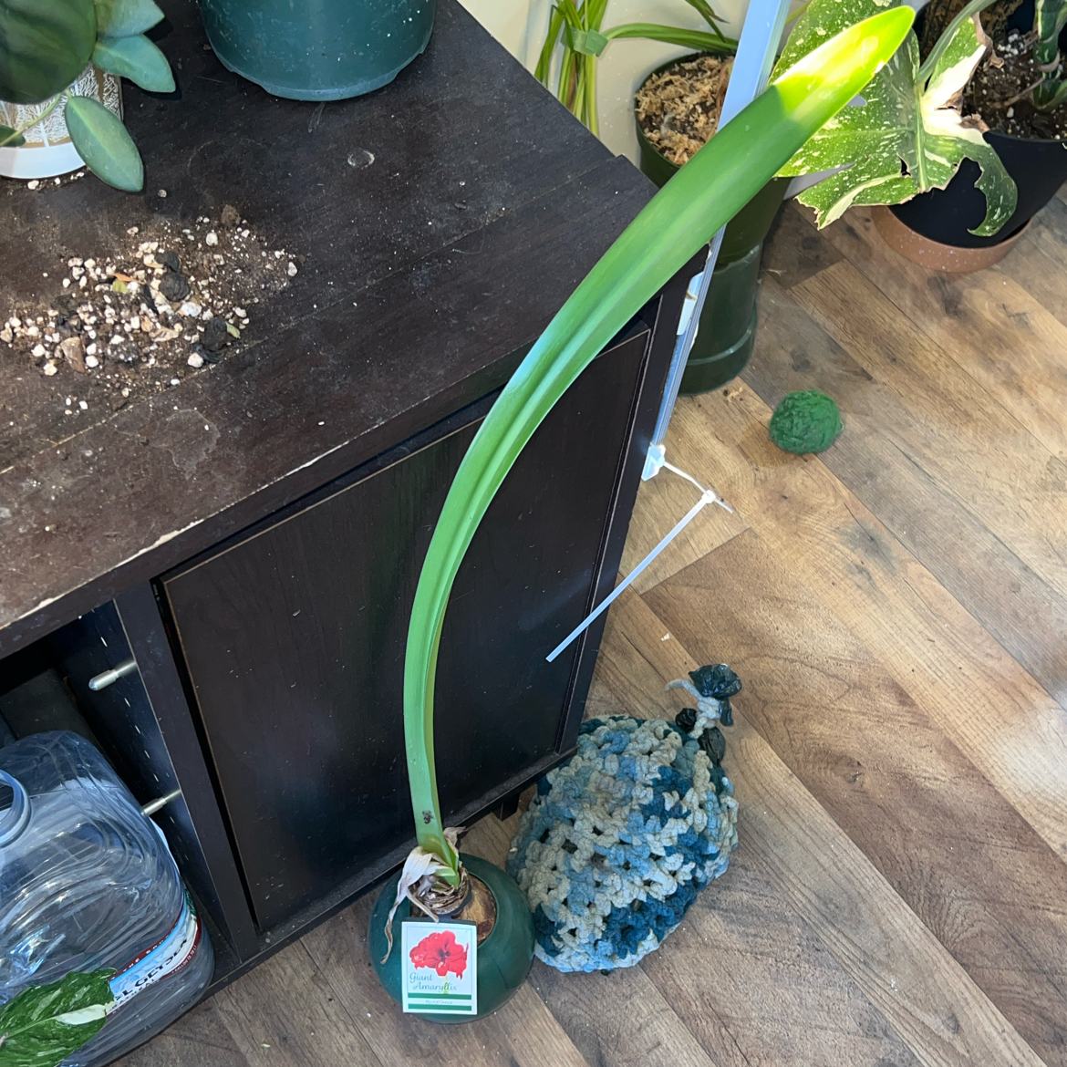 Photo of the plant species Giant Amaryllis by @ClearColtsfoot named Maya on Greg, the plant care app
