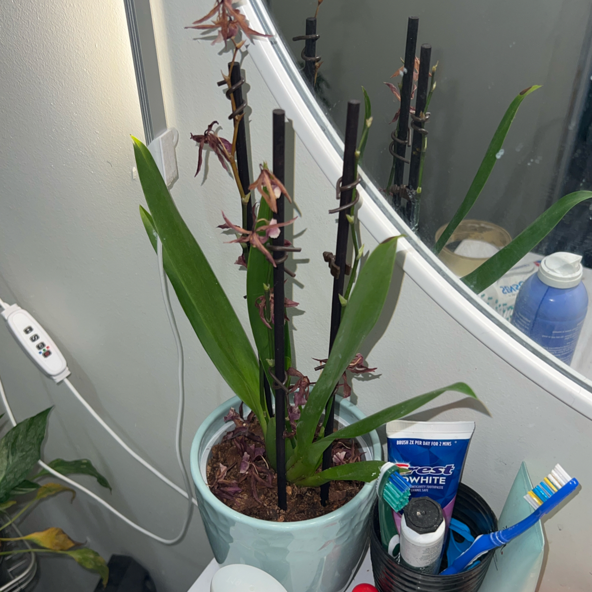 Photo of the plant species Oncidium Alliances by @ClearColtsfoot named Remington on Greg, the plant care app