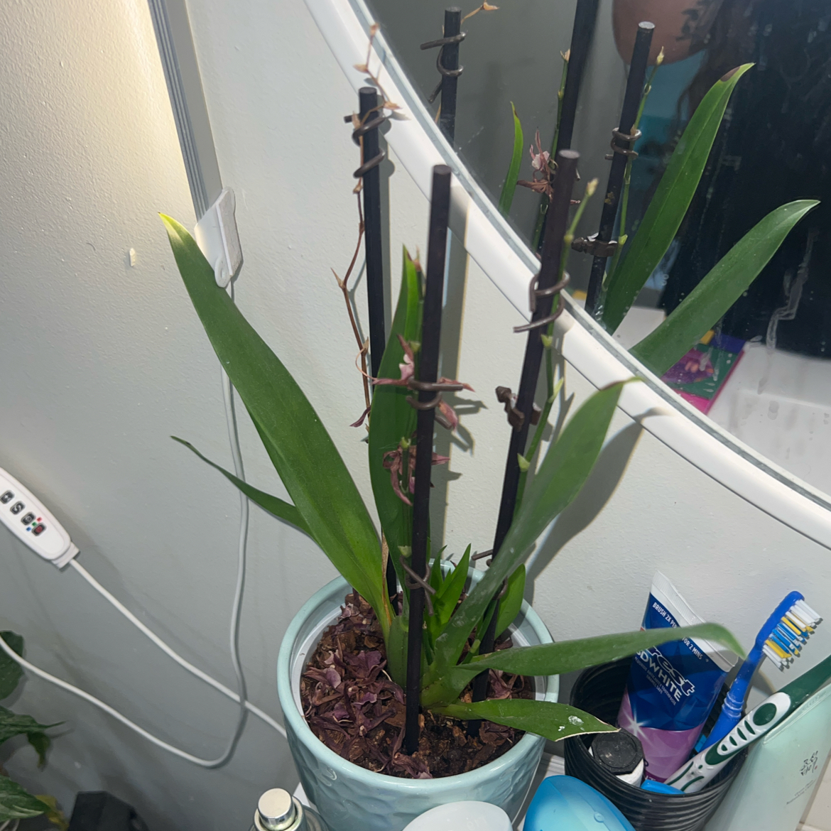 Photo of the plant species Oncidium Alliances by @ClearColtsfoot named Remington on Greg, the plant care app