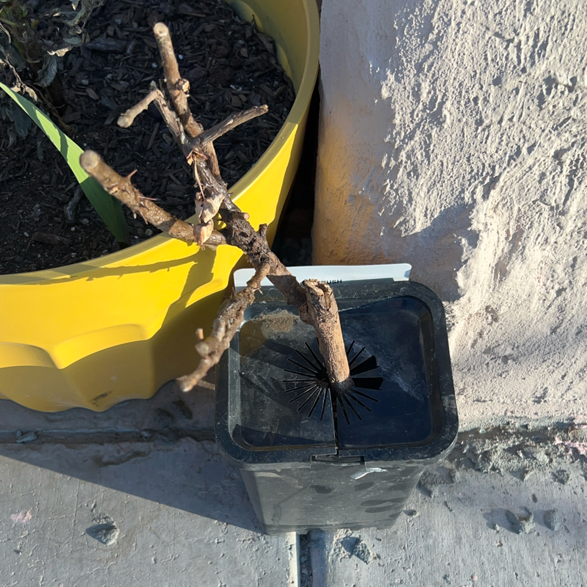 Photo of the plant species Pinata Rose by @ClearColtsfoot named Ulysses S Plant on Greg, the plant care app