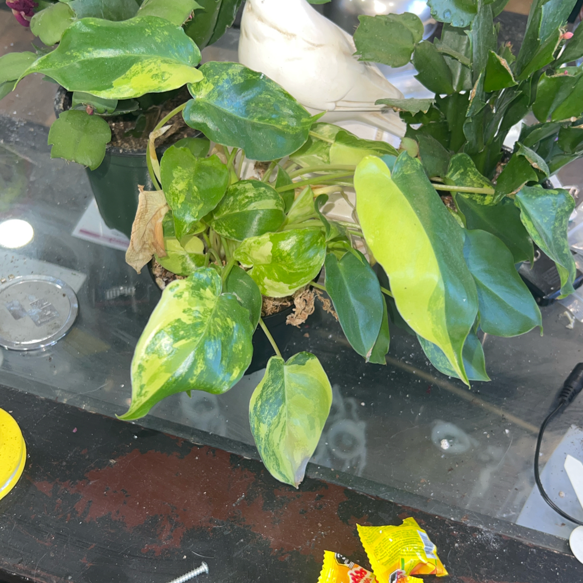 Photo of the plant species Variegated Burle Marx Philodendron by @ClearColtsfoot named Huckleberry Fern on Greg, the plant care app