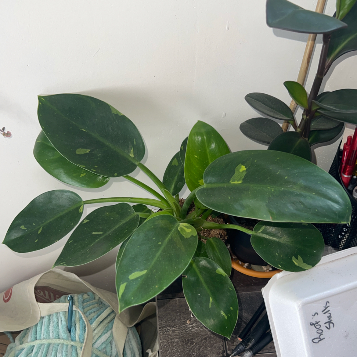 Photo of the plant species Variegated Green Congo Philodendron by @ClearColtsfoot named Mando on Greg, the plant care app