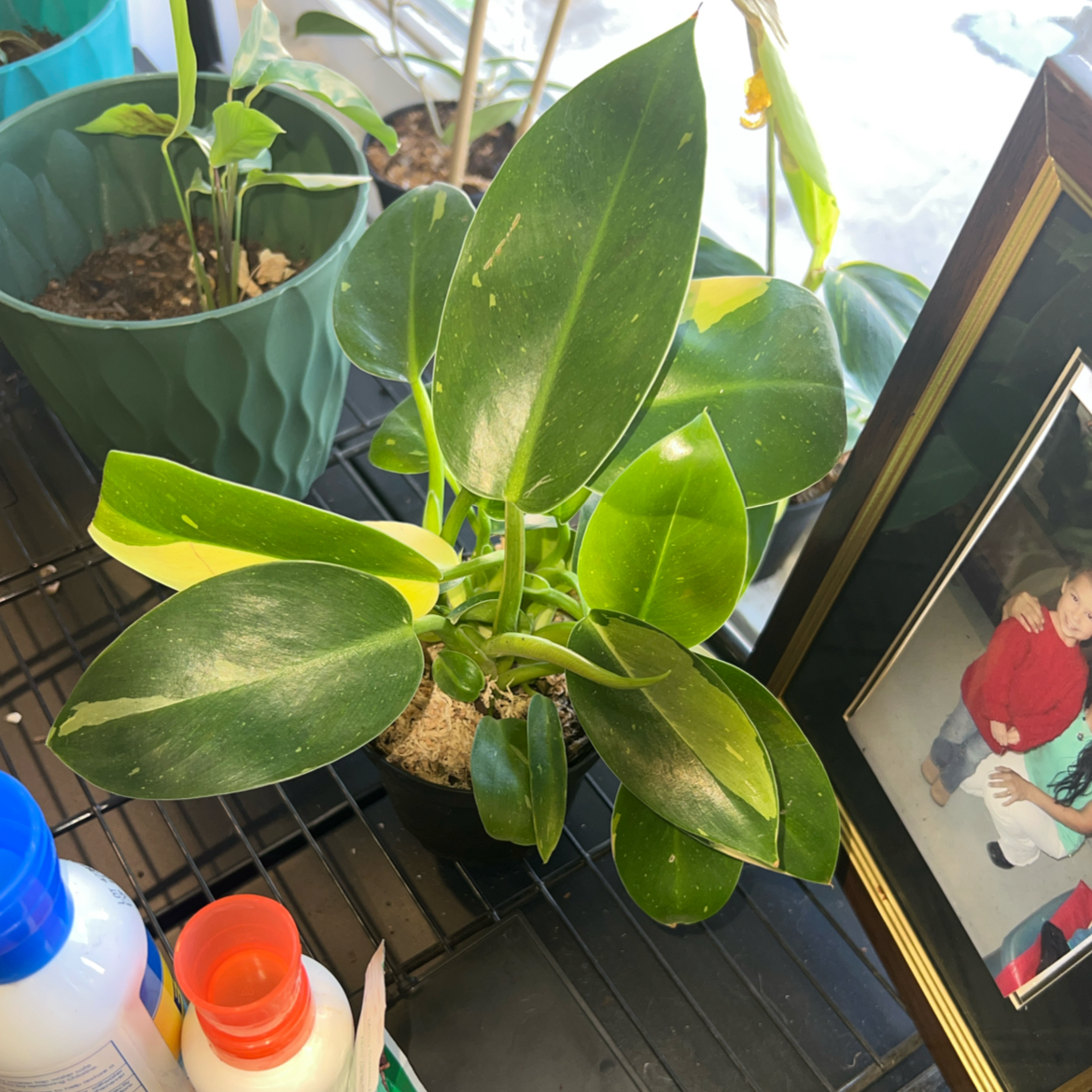 Photo of the plant species Variegated Green Congo Philodendron by @ClearColtsfoot named Homer on Greg, the plant care app