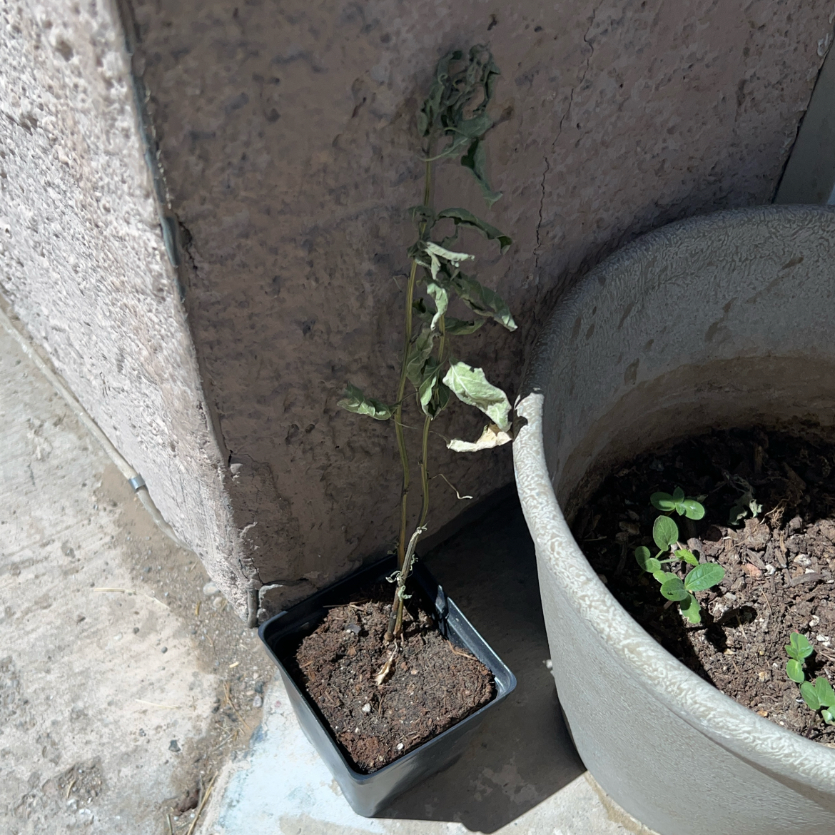Photo of the plant species Banana Pepper by @ClearColtsfoot named Naomi on Greg, the plant care app