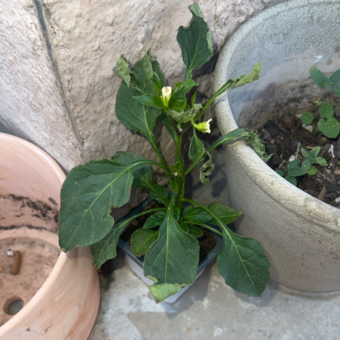 Photo of the plant species Banana Pepper by @ClearColtsfoot named Naomi on Greg, the plant care app