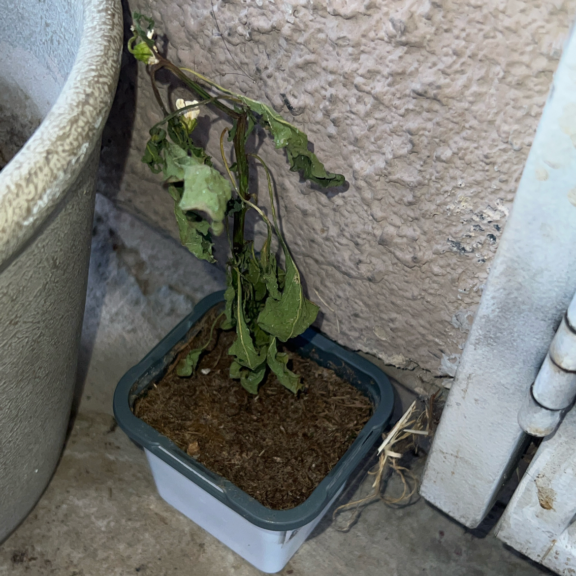 Photo of the plant species Yellow Wax Pepper by @ClearColtsfoot named Naomi on Greg, the plant care app