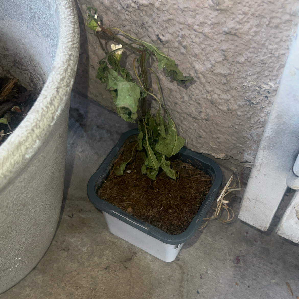 Photo of the plant species Banana Chili by @ClearColtsfoot named Naomi on Greg, the plant care app