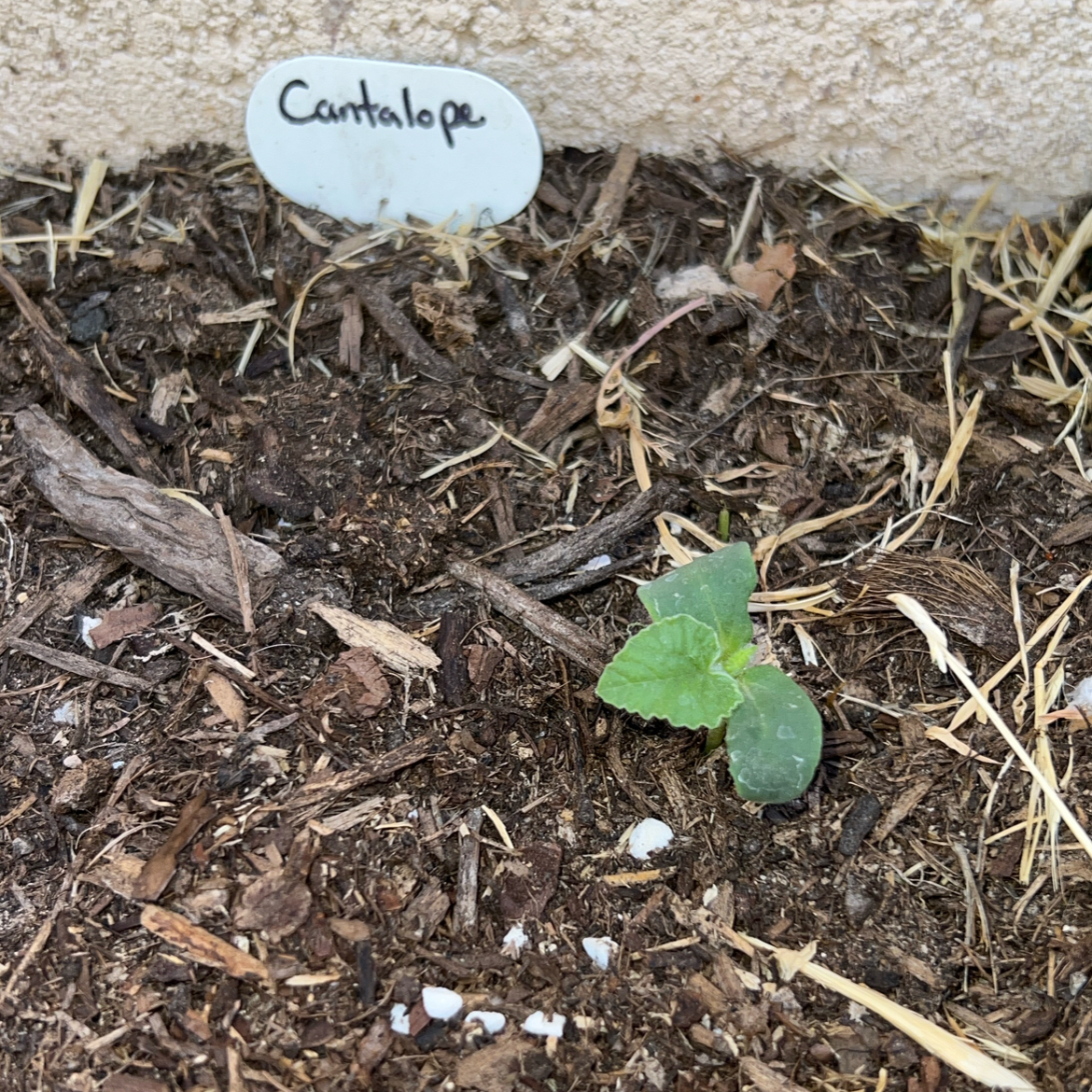 Photo of the plant species Rockmelon by @ClearColtsfoot named Cantadope on Greg, the plant care app
