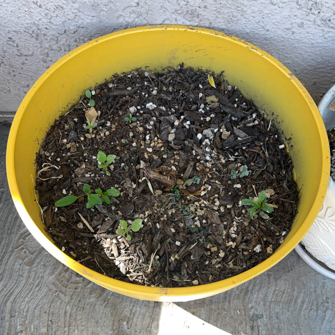 Photo of the plant species Bleeding Heart by @ClearColtsfoot named Lola on Greg, the plant care app