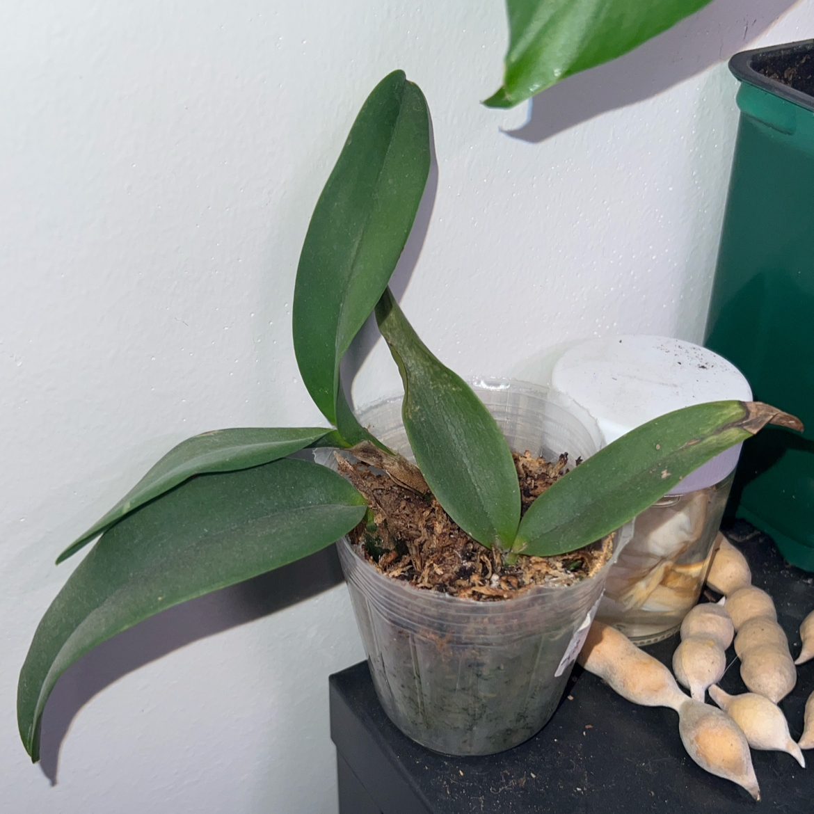 Photo of the plant species Cattleya Orchid by @ClearColtsfoot named Oscar on Greg, the plant care app