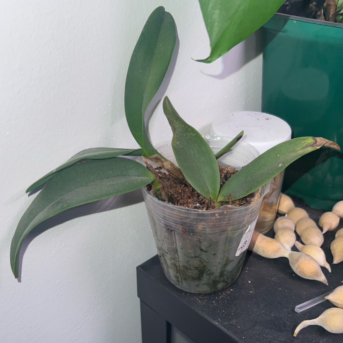 Photo of the plant species Cattleya Orchid by @ClearColtsfoot named Oscar on Greg, the plant care app
