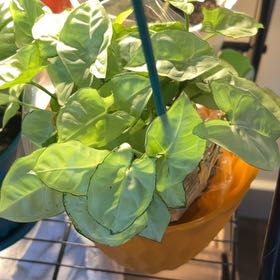 Plant care for Alisma nanum on Greg, the plant care app