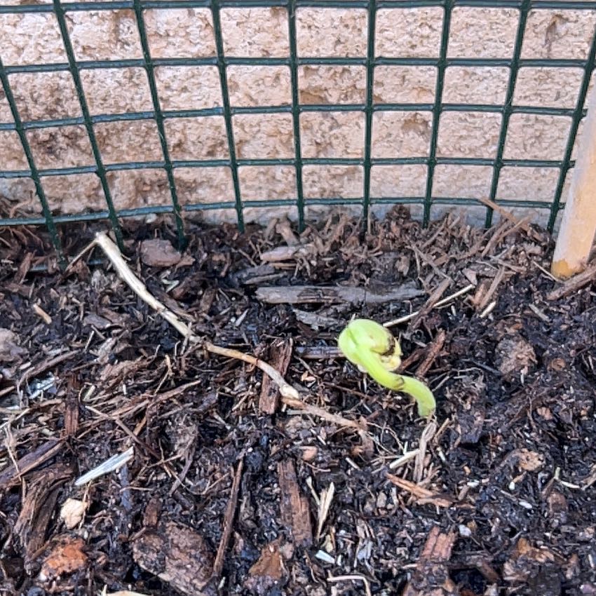 Photo of the plant species White beans by @ClearColtsfoot named Beckham on Greg, the plant care app