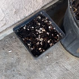Photo of the plant species Spinach by @ClearColtsfoot named Bigleef Smalls on Greg, the plant care app