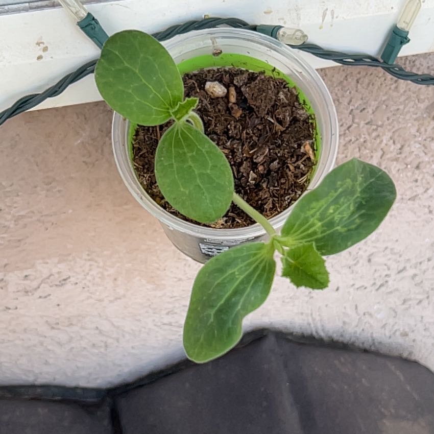 Photo of the plant species Pumpkin by @ClearColtsfoot named Horseman’s head on Greg, the plant care app