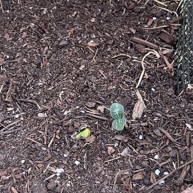 Photo of the plant species Pumpkin by @ClearColtsfoot named Walt on Greg, the plant care app