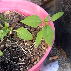 Photo of the plant species Jalepeno by @ClearColtsfoot named Sol on Greg, the plant care app