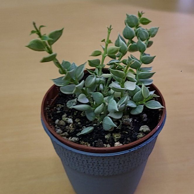 Photo of the plant species Million hearts by @EthicalPurei63 named Delilah on Greg, the plant care app