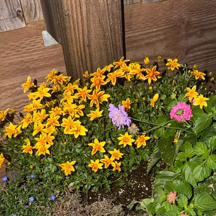 Photo of the plant species Bidens by @PrimarySweetbox named Duke on Greg, the plant care app