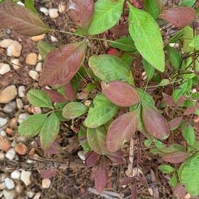 Photo of the plant species Sacred Bamboo by @FullBarbaryfig named Maya on Greg, the plant care app