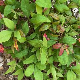 Photo of the plant species Sacred Bamboo by @FullBarbaryfig named da Vinci on Greg, the plant care app