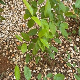 Photo of the plant species Citharexylum Spinosum by @FullBarbaryfig named Marilyn on Greg, the plant care app