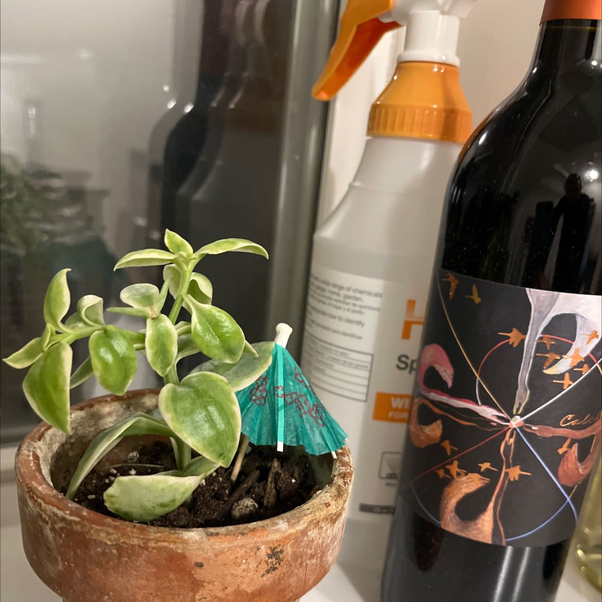 Potted Baby Sun Rose plant with visible soil, placed next to a spray bottle and a wine bottle.