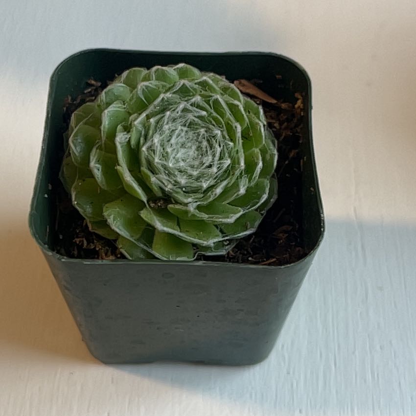 Cobweb Hens and Chicks plant in a small pot, healthy with visible cobweb-like structures.