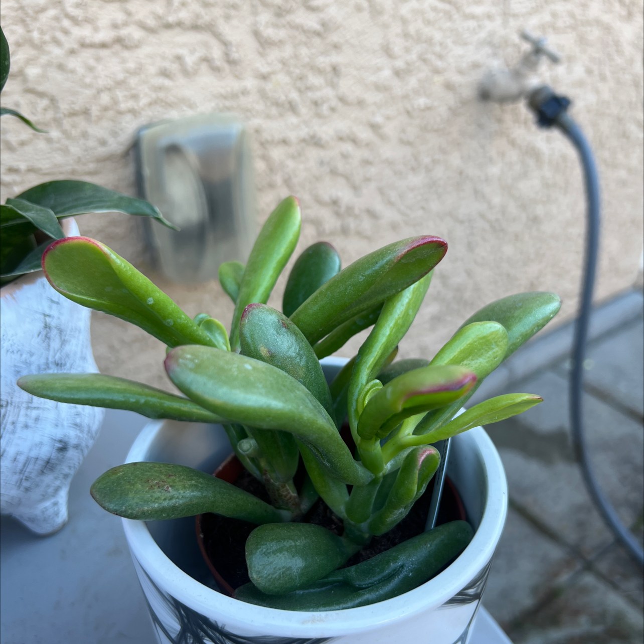 Photo of the plant species Variegated ET's Fingers by @SarafinaSuccule named ET on Greg, the plant care app