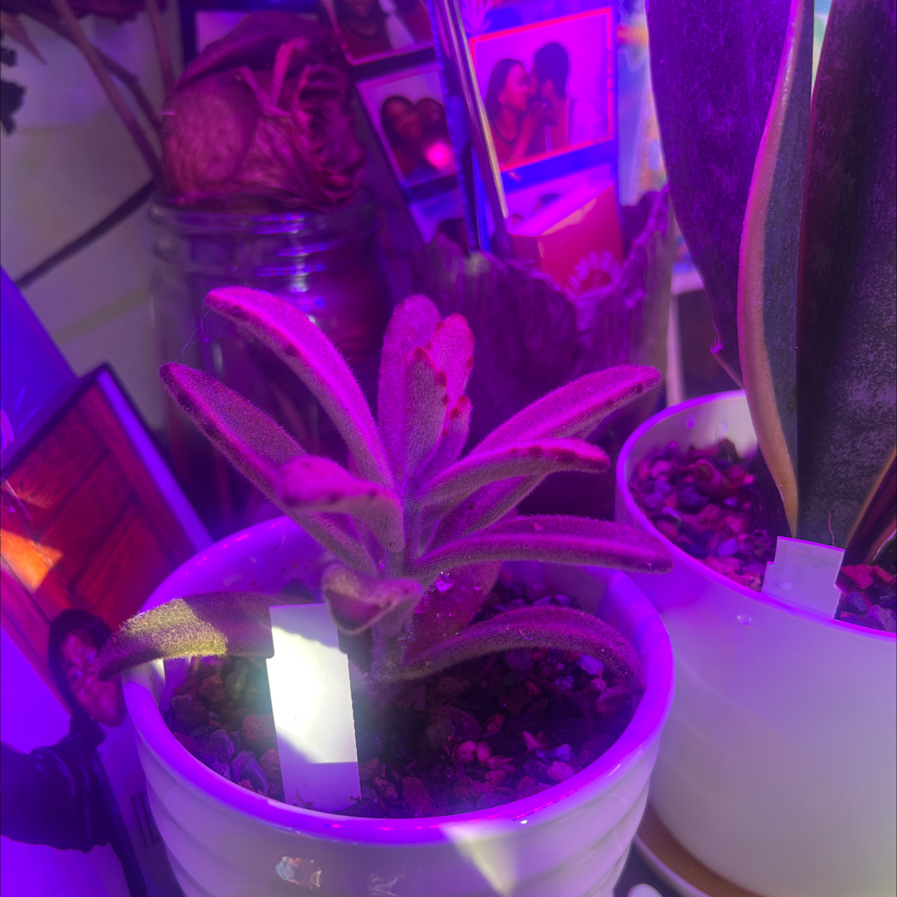 Photo of the plant species Chocolate Soldier by @SarafinaSuccule named Cocoa on Greg, the plant care app