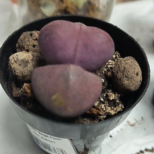Photo of the plant species Split Rock Succulent by @FinestBalsamfir named Leonardo on Greg, the plant care app