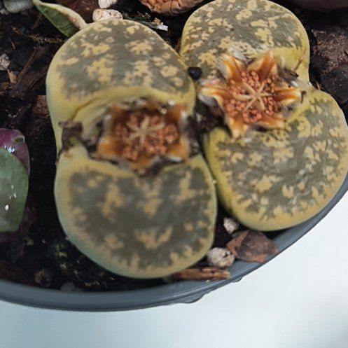 Photo of the plant species Stone Faces by @FinestBalsamfir named Einstein on Greg, the plant care app