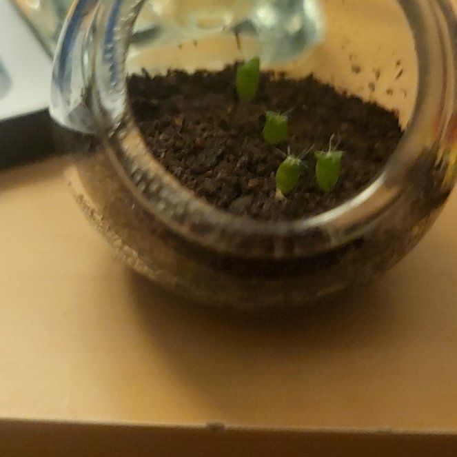 Photo of the plant species Robust Hedgehog Cactus by @FreeMakrutlime named Tiny Terrarium on Greg, the plant care app